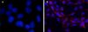 图片 4',6-二脒基-2-苯基吲哚二盐酸盐，4′,6-Diamidino-2-phenylindole dihydrochloride [DAPI]；BioReagent, suitable for fluorescence, ≥95.0% (HPLC)