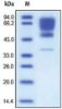 图片 HVEM/TNFRSF14 human，[ATAR, HVEA, LIGHTR, TR2]；recombinant, expressed in HEK 293 cells, ≥95% (SDS-PAGE)
