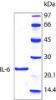 图片 人白介素-6，Interleukin-6 human [IL6]；hIL-6, recombinant, expressed in E. coli, lyophilized powder, suitable for cell culture, ≥97% (SDS-PAGE)