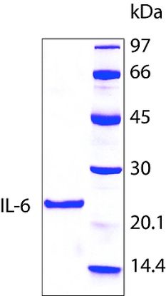 图片 人白介素-6，Interleukin-6 human [IL6]；hIL-6, recombinant, expressed in E. coli, lyophilized powder, suitable for cell culture, ≥97% (SDS-PAGE)