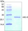 图片 小鼠白介素-6，Interleukin-6 from mouse [IL6]；mIL-6, recombinant, expressed in E. coli, lyophilized powder, suitable for cell culture, carrier free, ≥97% (SDS-PAGE)