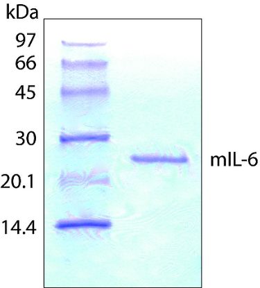 图片 小鼠白介素-6，Interleukin-6 from mouse [IL6]；mIL-6, recombinant, expressed in E. coli, lyophilized powder, suitable for cell culture, carrier free, ≥97% (SDS-PAGE)