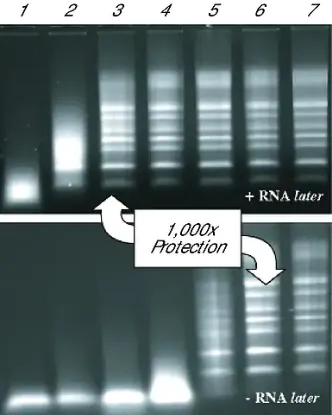 图片 细胞/组织RNA保存试剂，RNAlater®；Stabilize and protect RNA with immediate RNase inactivation