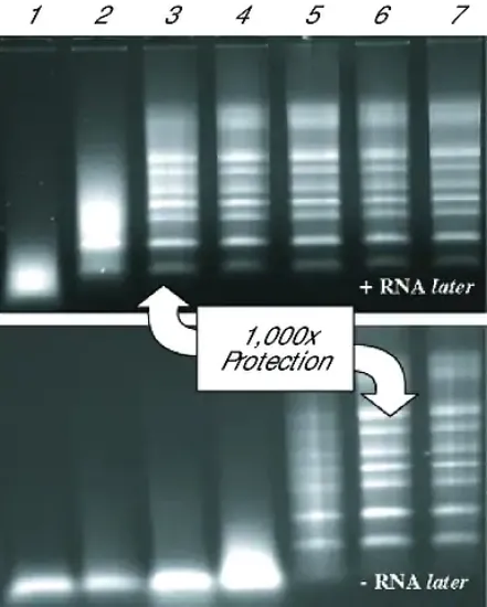 图片 细胞/组织RNA保存试剂，RNAlater®；Stabilize and protect RNA with immediate RNase inactivation