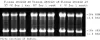 图片 细胞/组织RNA保存试剂，RNAlater®；Stabilize and protect RNA with immediate RNase inactivation