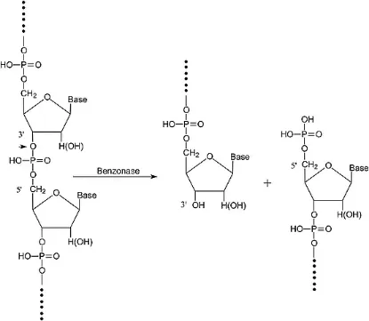 图片 内切核酸酶来源于粘质沙雷氏菌，Benzonase® Nuclease, Purity > 99%