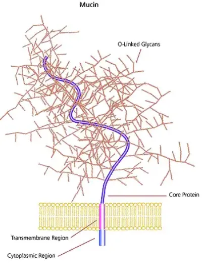 图片 黏液蛋白来源于牛颔下腺 [牛粘蛋白]，Mucin from bovine submaxillary glands；Type I-S