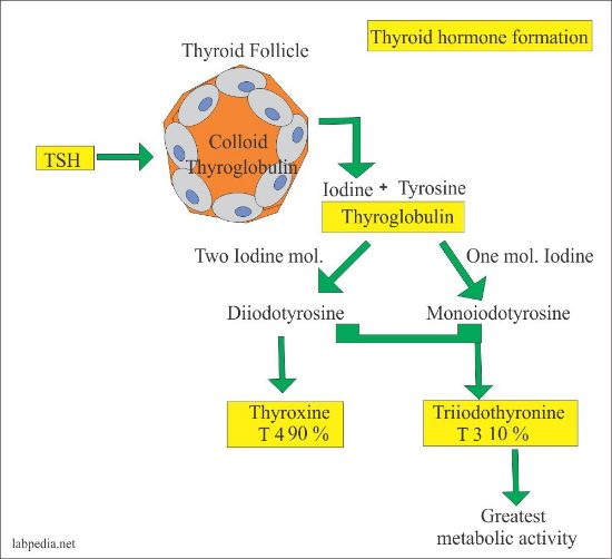 图片 人甲状腺球蛋白，Thyroglobulin human [hTg]；≥95% (SDS-PAGE)