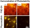 图片 抗体功能化红色荧光纳米金刚石，100 nm Fluorescent Nanodiamond Goat AntiRabbit；~3 ppm NV; delivered in PBS with 0.1% BSA as a stabilizer at 1 mg/mL
