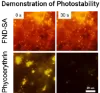 图片 生物素功能化荧光纳米金刚石，40 nm Fluorescent Nanodiamond with Biotin；1mg/ml in DI water, 2 ml, ~2 ppm NV