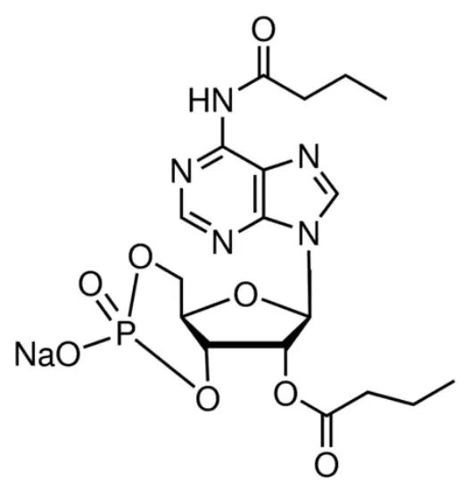 图片 N6,2′-O-二丁酰基腺苷 3′,5′-环单磷酸钠盐 [布拉地新钠盐, 二丁酰cAMP钠盐]，N6,2′-O-Dibutyryladenosine 3′,5′-cyclic monophosphate sodium salt；≥97% (HPLC), powder