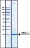 图片 人纤维母细胞生长因子-碱性，Fibroblast Growth Factor-Basic human [hBFGF, FGF2]；FGF-Basic, recombinant, expressed in E. coli, suitable for cell culture