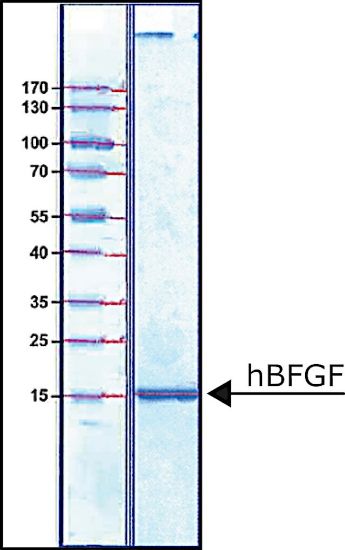 图片 人纤维母细胞生长因子-碱性，Fibroblast Growth Factor-Basic human [hBFGF, FGF2]；FGF-Basic, recombinant, expressed in E. coli, suitable for cell culture