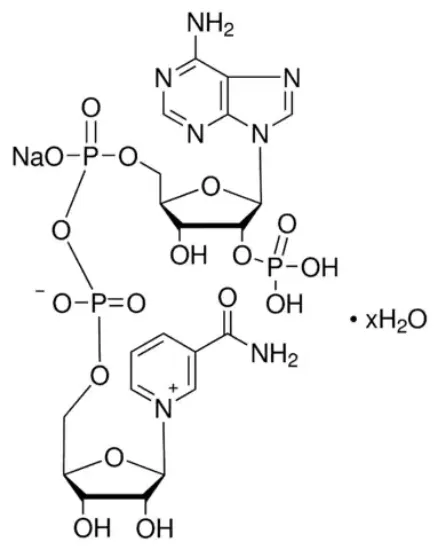 图片 β-烟酰胺腺嘌呤二核苷酸磷酸钠盐，β-Nicotinamide adenine dinucleotide phosphate sodium salt [TPN-Na, β-NADP-Na]；pkg of 5 mg (per vial)