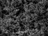 图片 高表面积导电聚苯胺，High surface area conducting polyaniline；PAni