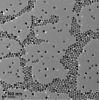 图片 氧化铁(II,III)磁性纳米粒子溶液，Iron oxide(II,III) magnetic nanoparticles solution；30 nm avg. part. size (TEM), carboxylic acid functionalized, dispersion
