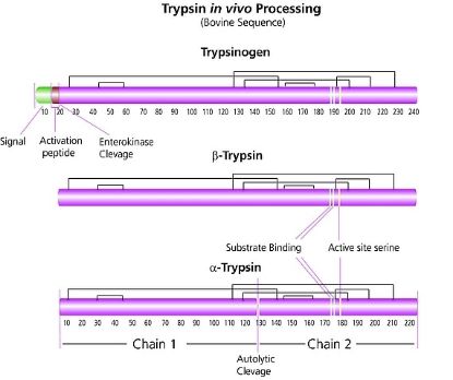 图片 胰蛋白酶来源于牛胰腺 [胰酶]，Trypsin from bovine pancreas；suitable for protein sequencing, lyophilized powder