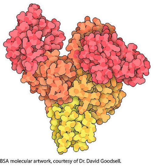 图片 牛血清白蛋白 [BSA]，Bovine Serum Albumin；heat shock fraction, pH 5.2, ≥96%