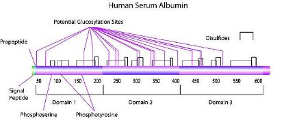 图片 人血清白蛋白 [人白蛋白]，Albumin human [HSA]；lyophilized powder, low endotoxin, ≥96% (agarose gel electrophoresis)