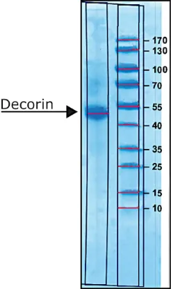 图片 牛核心蛋白聚糖来源于牛关节软骨，Decorin from bovine articular cartilage [DCN]；salt-free, lyophilized powder, sterile-filtered