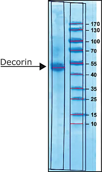 图片 牛核心蛋白聚糖来源于牛关节软骨，Decorin from bovine articular cartilage [DCN]；salt-free, lyophilized powder, sterile-filtered