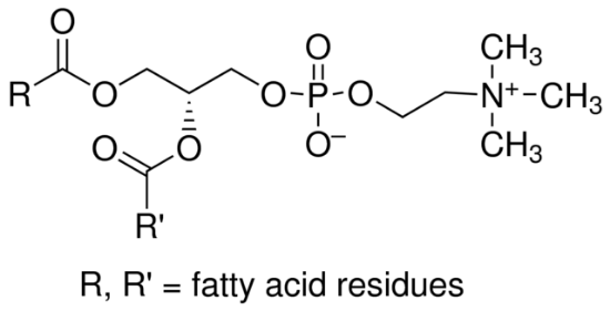 图片 L-α-磷脂酰胆碱 [蛋黄卵磷脂, PC]，L-α-Phosphatidylcholine；egg yolk, ~60% (TLC)