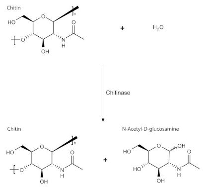 图片 壳质酶来源于绿色木霉 [几丁质酶]，Chitinase from Trichoderma viride；lyophilized powder, ≥600 units/g solid