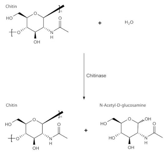 图片 壳质酶来源于绿色木霉 [几丁质酶]，Chitinase from Trichoderma viride；lyophilized powder, ≥600 units/g solid