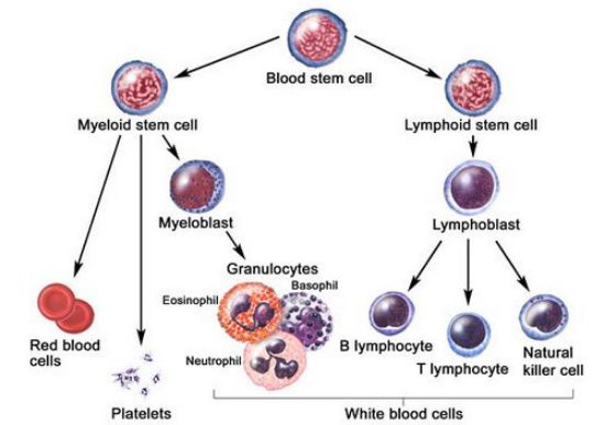 图片 白细胞酯酶，Leukocyte esterase [LE]；≥20 units/mg protein（biuret）