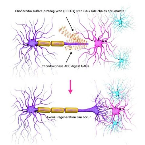 软骨素酶ABC来源于普通变形杆菌，Chondroitinase ABC from Proteus vulgaris；lyophilized