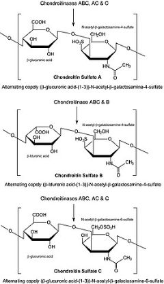 图片 软骨素酶ABC来源于普通变形杆菌，Chondroitinase ABC from Proteus vulgaris；BSA free, lyophilized powder, specific activity 50-250 units/mg protein