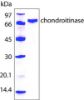 图片 软骨素酶AC来源于肝素黄杆菌，Chondroitinase AC from Flavobacterium heparinum；recombinant, expressed in E. coli, ≥200 units/mg protein, For Chondroitin Sulfate Analysis