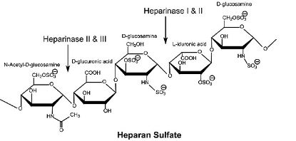 图片 肝素酶III来源于肝素黄杆菌，Heparinase III from Flavobacterium heparinum；Lyophilized powder stabilized with approx. 25% (w/w) bovine serum albumin, ≥30 units/mg protein (enzyme + BSA)