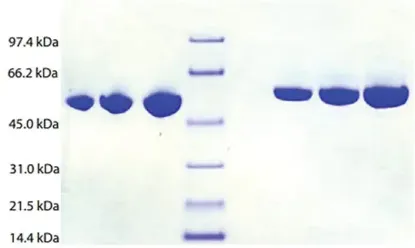 图片 抗凝血酶III来源于人类血浆，Antithrombin III from human plasma [AT III]；≥95% (SDS-PAGE)