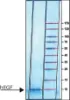 图片 重组人表皮细胞生长因子，Human Epidermal Growth Factor [EGF]；recombinant, expressed in E. coli, lyophilized powder, suitable for cell culture, ≥97%