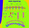 图片 重组人表皮细胞生长因子，Human Epidermal Growth Factor [EGF]；recombinant, expressed in Escherichia coli, >97% (SDS-PAGE)