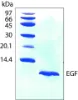 图片 重组人表皮细胞生长因子，Human Epidermal Growth Factor [EGF]；recombinant, expressed in Escherichia coli, >97% (SDS-PAGE)