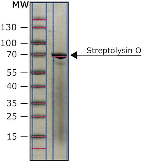 图片 链球菌溶血素O来源于化脓链球菌，Streptolysin O from Streptococcus pyogenes [SLO]；lyophilized powder, Protein ~3 % by Lowry, 25,000-50,000 U/vial