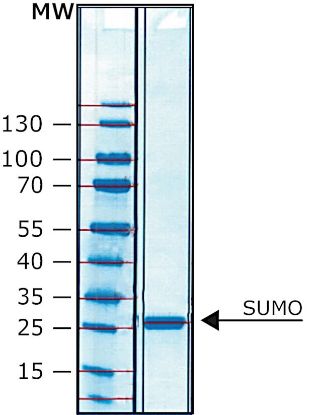 图片 SUMO蛋白酶，SUMO Protease [ULP]；His tagged recombinant protein, lyophilized powder, ≥95% (SDS-PAGE)