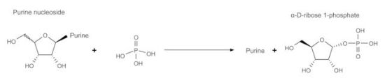 图片 核苷磷酸化酶来源于细菌，Nucleoside Phosphorylase bacterial [PNP]；recombinant, expressed in E. coli, ≥10 units/mg protein