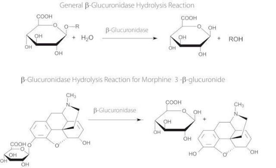 图片 β-葡萄糖醛酸酶来源于牛肝脏，β-Glucuronidase from bovine liver；Type B-3, ≥2,000,000 units/g solid
