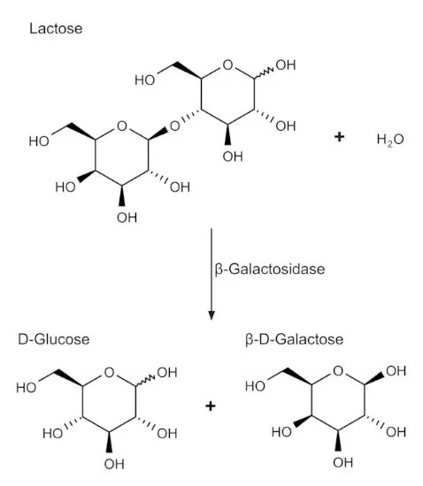 图片 β-半乳糖苷酶来源于大肠杆菌，β-Galactosidase from Escherichia coli [Lactase]；Grade VIII, lyophilized powder, ≥500 units/mg protein