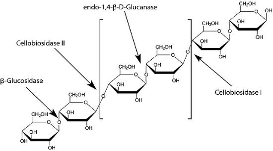 图片 β-葡萄糖苷酶来源于杏仁，β-Glucosidase from almonds；lyophilized, powder, ≥4 U/mg
