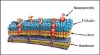 图片 溶壁酶来源于藤黄节杆菌，Lyticase from Arthrobacter luteus；Suitable for manufacturing of diagnostic kits and reagents, lyophilized powder, ≥2000 units/mg protein