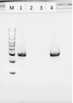 图片 蛋白酶K来源于林伯氏白色念球菌，Proteinase K from Tritirachium album；free of DNA contaminants, suitable for Microbiome research, lyophilized powder, ≥30 units/mg protein