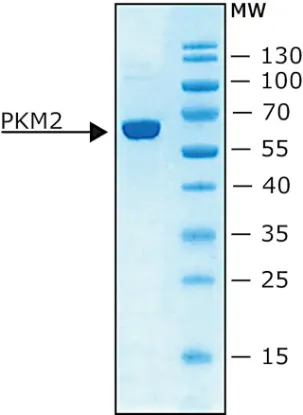 图片 人丙酮酸激酶M2 ，Pyruvate Kinase M2 human [PKM2, p58, M2-PK]；recombinant, expressed in E. coli, specific activity ≥100 unit/μg protein