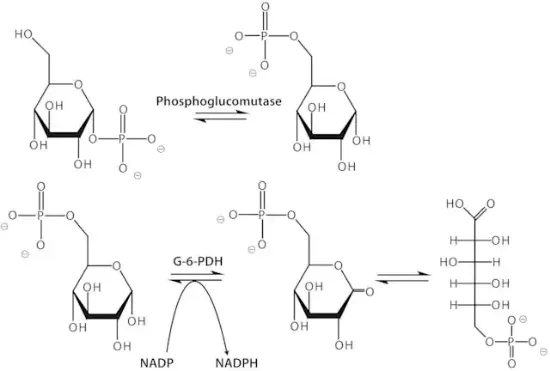 图片 磷酸葡萄糖变位酶来源于兔肌肉，Phosphoglucomutase from rabbit muscle [PGM]；ammonium sulfate suspension, ≥100 units/mg protein