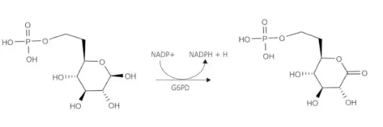 图片 葡萄糖-6-磷酸脱氢酶来源于肠系膜明串珠菌，Glucose-6-phosphate Dehydrogenase from Leuconostoc mesenteroides [G-6-P-DH, G6PDH]； Type XXIII, ammonium sulfate suspension, 550-1,100 units/mg protein (biuret), ≥2.0 mg/mL Biuret