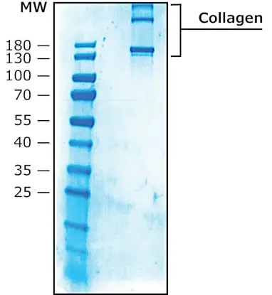 图片 胶原蛋白III型来源于人类胎盘，Collagen from human placenta；Bornstein and Traub Type III (Sigma Type X), powder