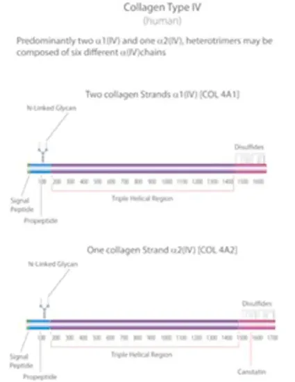 图片 胶原蛋白IV型来源于人类胎盘，Collagen from human placenta；Bornstein and Traub Type IV, solution, suitable for cell culture, High Performance